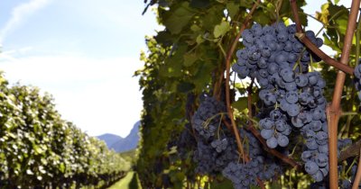 Ritterhof Image ritterhof_vigneti_lagrein_termeno_4.jpg